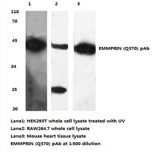 BSG / EMMPRIN (Q370) pAb