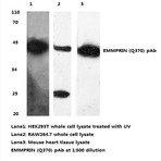 BSG / EMMPRIN (Q370) pAb