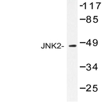 JNK2 (F280) pAb