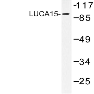 LUCA15 (N261) pAb