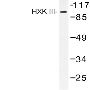 HXK III (V848) pAb