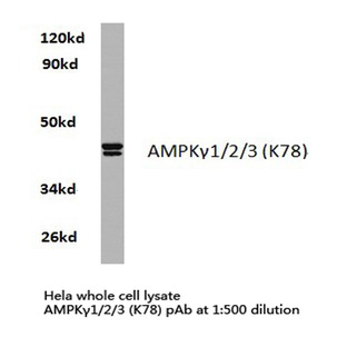 AMPK(gamma)1/2/3 (K78) pAb