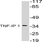 TNF-IP 1 (S122) pAb