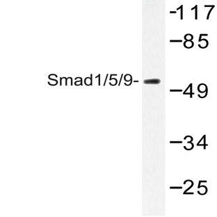 Smad1/5/9 (Q22) pAb