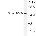 Smad1/5/9 (Q22) pAb