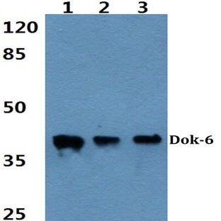 Dok-6 (G130) pAb