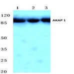 AKAP 1 (N306) pAb