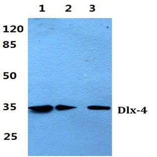 Dlx-4 (Q90) pAb