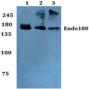 Endo180 (G145) pAb