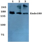 Endo180 (G145) pAb