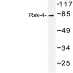 Rsk-4 (Q688) pAb