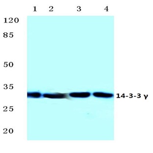 14-3-3 (gamma) (M81) pAb