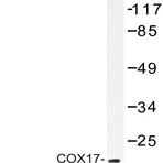 Cox-17 (N8) pAb