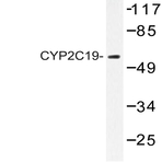 CYP2C19 (K270) pAb