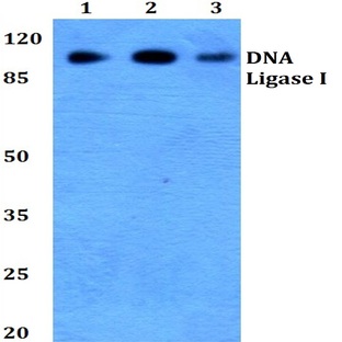 DNA Ligase I (E139) pAb