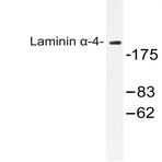 Laminin (alpha)-4 (A511) pAb