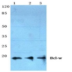 Bcl-w (G154) pAb