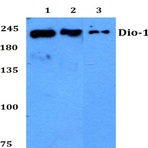 Dio-1 (S186) pAb