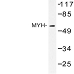 MYH (Y176) pAb