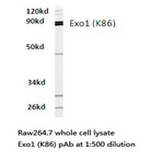 Exo1 (K86) pAb