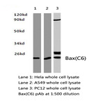 Bax (C62) pAb