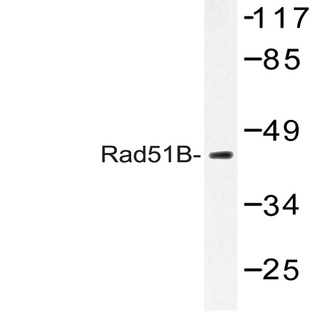 Rad51B (G226) pAb