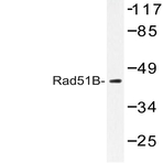 Rad51B (G226) pAb