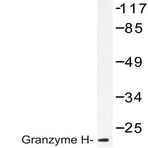 Granzyme H (G75) pAb