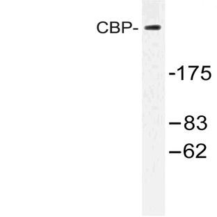 CBP (E1528) pAb