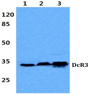 DcR3 (G287) pAb