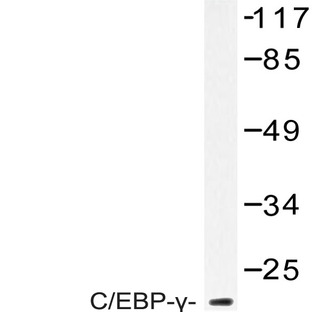 C/EBP-(gamma) (E64) pAb