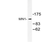 MN1 (K850) pAb