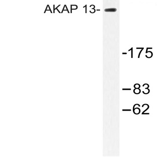 AKAP 13 (D738) pAb