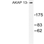 AKAP 13 (D738) pAb