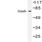 Gas6 (G309) pAb