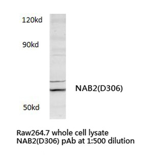 NAB2 (D306) pAb