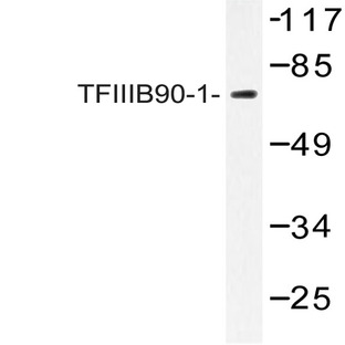 TFIIIB90-1 (E257) pAb