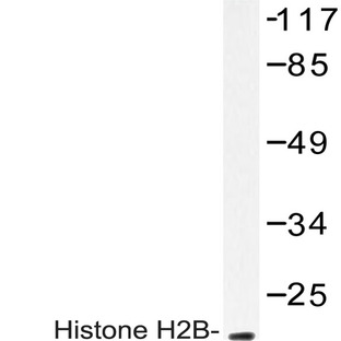 Histone H2B (K24) pAb