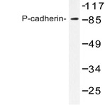 P-cadherin (G78) pAb