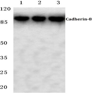 Cadherin-8 (A519) pAb