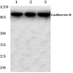 Cadherin-8 (A519) pAb