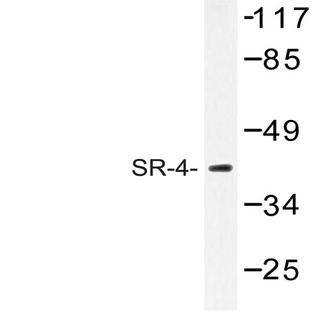 SR-4 (N180) pAb