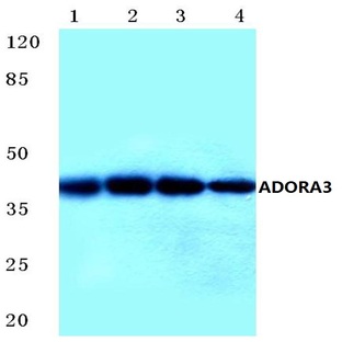 ADORA3 (E318) pAb