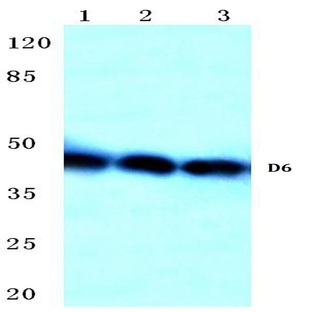  Chemokine Receptor D6 (S383) pAb