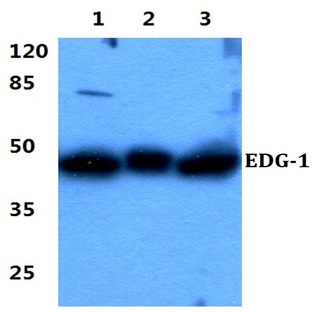 EDG-1 (T48) pAb