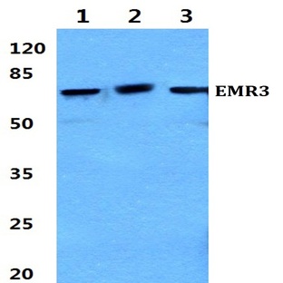 EMR3 (Y652) pAb