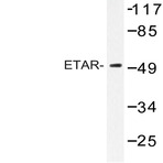 ETAR (N427) pAb