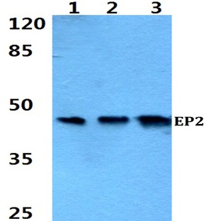 EP2 (Q299) pAb