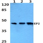 EP2 (Q299) pAb