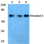 Frizzled-1 (L55) pAb